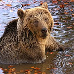 Έκθεση Φωτογραφίας του ΑΡΚΤΟΥΡΟΥ: Άγρια ζωή, κομμάτι της ζωής μας. 