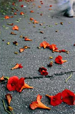 Έκθεση φωτογραφίας Φύση στην πόλη