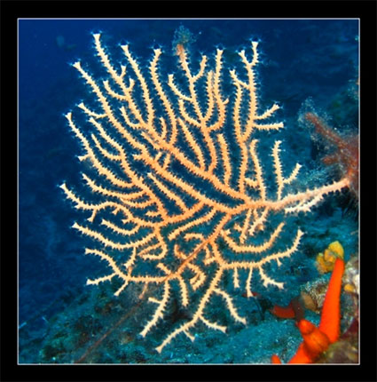 Ομαδική έκθεση υποβρύχιας φωτογραφίας