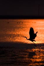 Γιορτή πουλιών και έκθεση φωτογραφίας στο Δήμο Μεθώνης