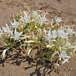 Κύθνος φωτογραφίες