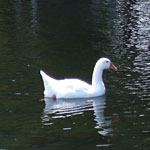 Σάμη φωτογραφίες