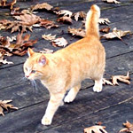 Καλάβρυτα φωτογραφίες